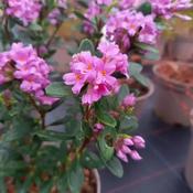 Daphne Sweetheart (20-25 cm) image