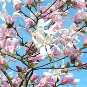 Magnolia Stellata Rosea (50-60 cm) image