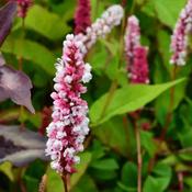 Persicaria Affinis Darjeeling Red (15-20 cm) image