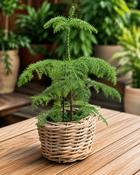 Araucaria In Basket image
