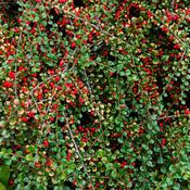 Cotoneaster Horizontalis