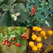 Native Irish Tree Bundle