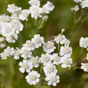 Achillea Ptarmica (10-12 cm)