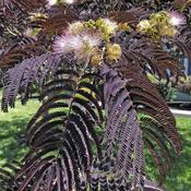 Albizia Julibrissin Chocolate Fountain - Silk Tree