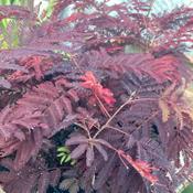 Albizia Julibrissin Summer Chocolate - Silk Tree