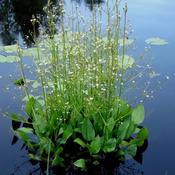 Alisma Plantago-Aquatica (10-12 cm) image