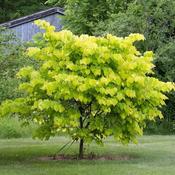 Cercis Canadensis Hearts Of Gold - Eastern Redbud