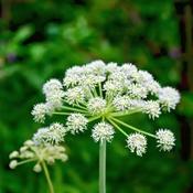 Cicuta Virosa (10-12 cm)
