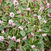 Daphne Odora Aureomarginata (20-25 cm) image