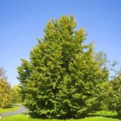 Fagus Sylvatica (170-180 cm)