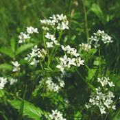 Galium Palustre (10-12 cm) image