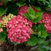 Hydrangea Macrophylla Red