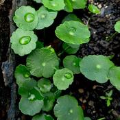 Hydrocotyle Vulgari (10-12 cm) image