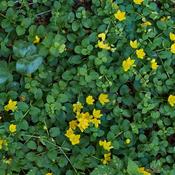 Lysimachia Nummularia (10-12 cm) image