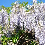 Wisteria Sinensis (80-90 cm) image