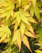 Acer Palmatum Cascade Gold (110 cm) image