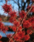 Hamamelis x Intermedia Diane (80-90 cm)