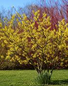 Hamamelis x Intermedia Pallida (70-80 cm)