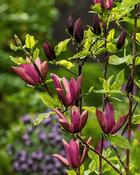 Magnolia Black Beauty (75-80 cm) image