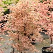 Acer Palmatum Taylor image