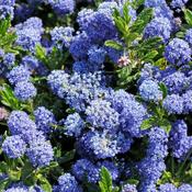 Ceanothus Impressus Victoria