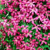 Clematis Niobe image