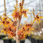 Hamamelis x Intermedia Aphrodite