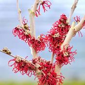 Hamamelis x Intermedia Rubin