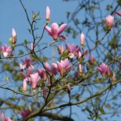 Magnolia Pink Ice