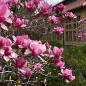 Magnolia Soulangeana Satisfaction