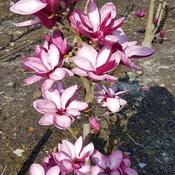 Magnolia Starbust image