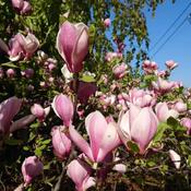 Magnolia Winelight image