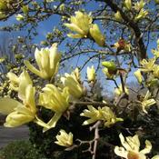 Magnolia Yellow Lantern