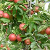 Malus Domestica Beauty of Bath 2 Year Bush - B/R (150-160 cm) image