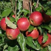 Malus Domestica Cox's Orange Pippin 2 Year Bush - B/R (150-160 cm) image