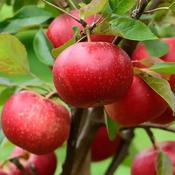 Malus Domestica Discovery 2 Year Bush - B/R (150-160 cm) image