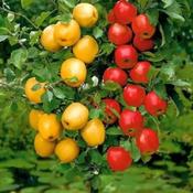 Malus Domestica Duo Apple 2 Year Bush - B/R (130-140 cm) image