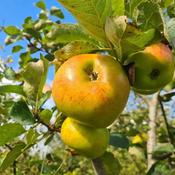 Malus Domestica Egremont Russet 2 Year Bush B/R (110-120 cm) image