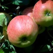 Malus Domestica Elstar 2 Year Bush - B/R (150-160 cm)