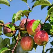 Malus Domestica Howgate Wonder 2 Year Bush - B/R (150-160 cm) image