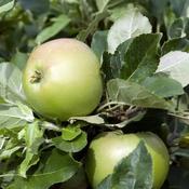 Malus Domestica James Grieve 2 Year Bush - B/R (150-160 cm) image