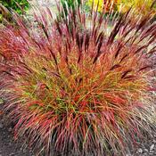 Miscanthus Sinensis Red Chief (35-40 cm)