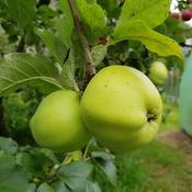 Native Apple Tree Kemp - B/R (110-120 cm) image