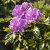 Rhododendron Blattgold (35-40 cm) image