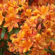 Rhododendron (AK) Golden Eagle (35-40 cm) image