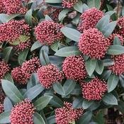 Skimmia Japonica Rubella (40-45 cm) image