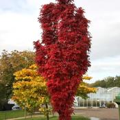 Sorbus Autumn Spire (100-110 cm) image