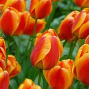 Tulipa Apeldoorn (200 Bulbs) image