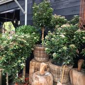 Viburnum tinus Standard Tree (80–90 cm) image