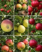 10 Mixed Apple Tree Collection - B/R image
